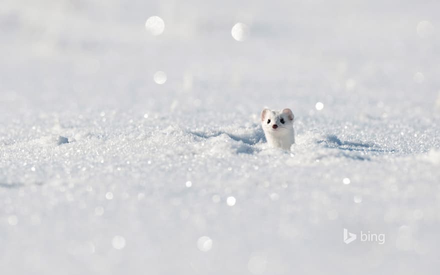 Stoat (aka ermine) in the Jura Mountains, France