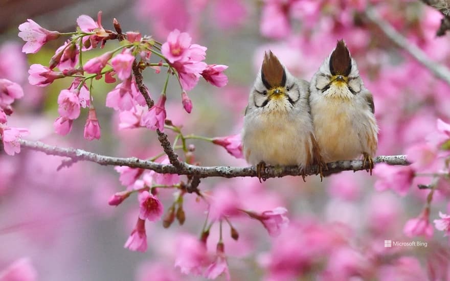 Taiwan yuhina pair, Alishan National Scenic Area, Taiwan