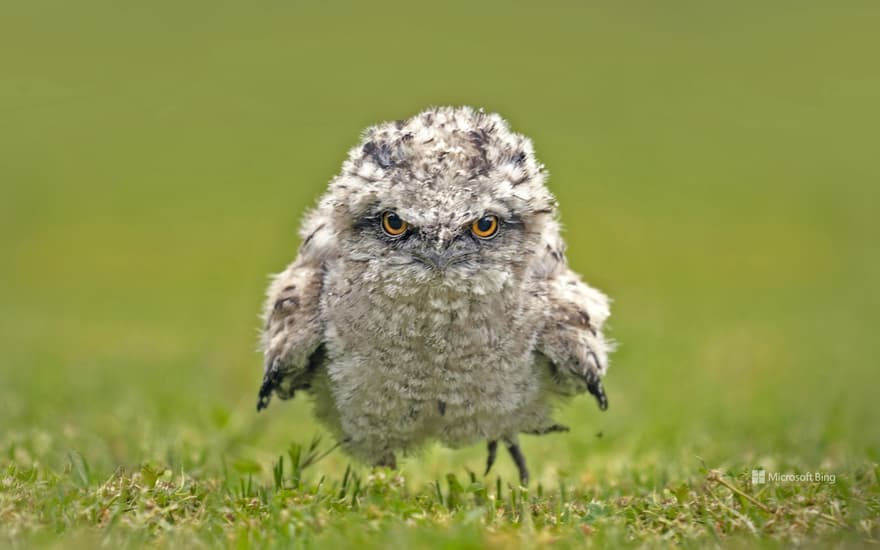 Tawny frogmouth chick, Australia