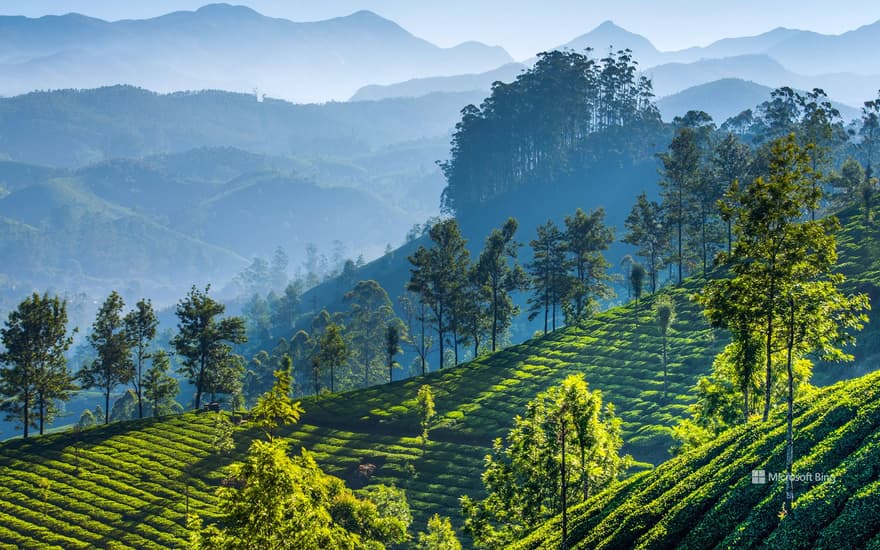 Tea plantations, Munnar, Kerala, India