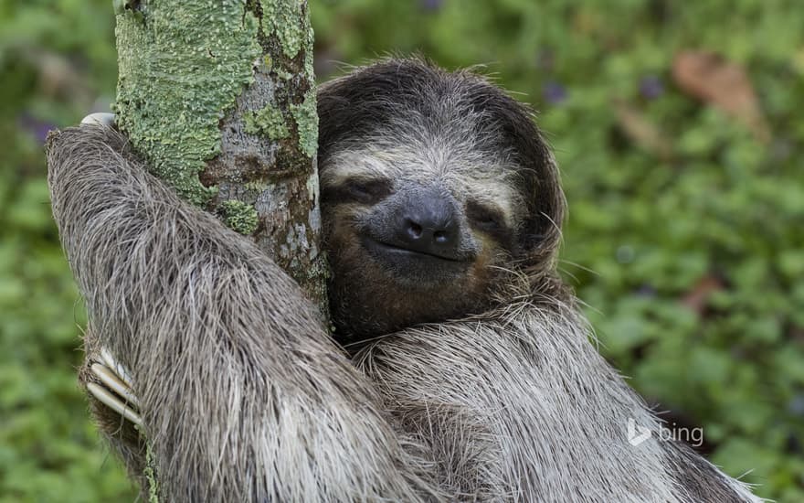 Three-toed sloth, Costa Rica