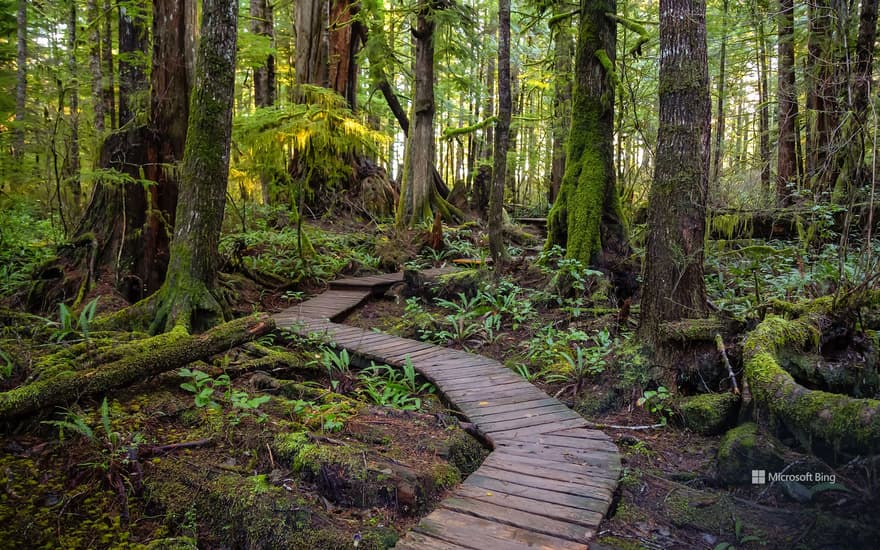 Wooden path to Kennedy Lake, Vancouver Island, BC, Canada