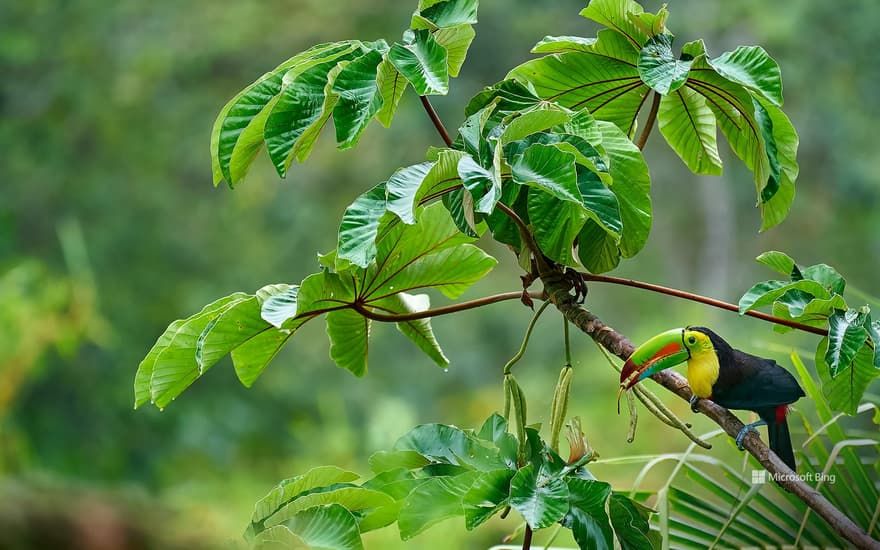Keel-billed toucan in Costa Rica