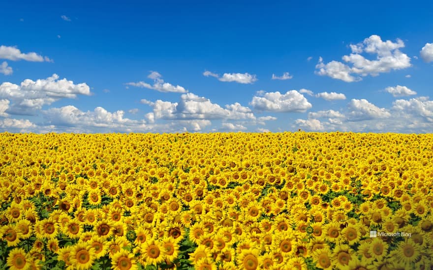 Field of sunflowers, Ukraine's national flower