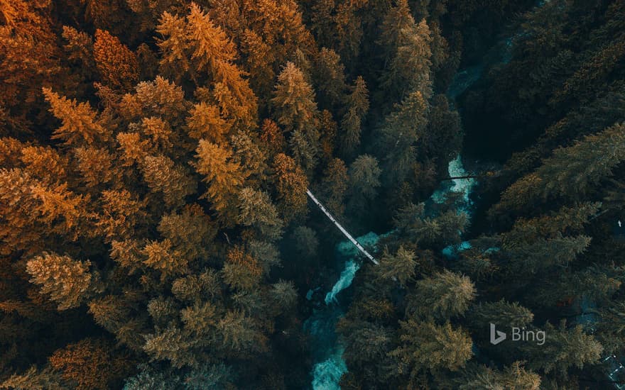 Aerial view of forest, Vancouver, B.C., Canada