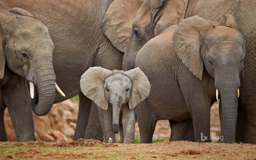 African elephants in Addo Elephant National Park, South Africa