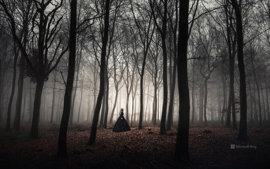 Trees in Wychwood Forest near Chipping Norton, Oxfordshire